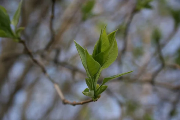 Die Grünen Frischen Knospen Auf Den Ästen Des Baumes — Stockfoto