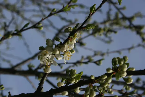 Квітучі Дерева Весняному Саду — стокове фото