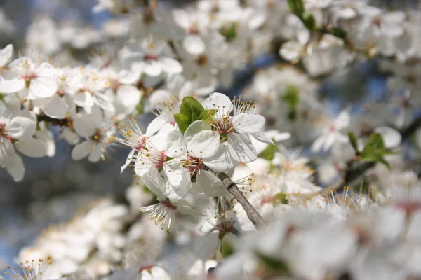 Flowering Trees Spring Garden — Stock Photo, Image