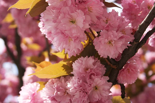 Zdjęcie Pięknych Różowych Kwiatów Sakura — Zdjęcie stockowe