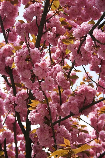 Zdjęcie Pięknych Różowych Kwiatów Sakura — Zdjęcie stockowe