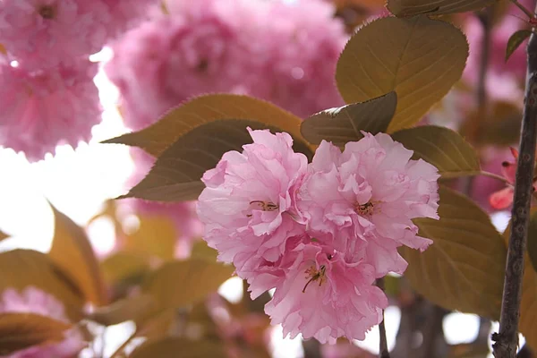 Zdjęcie Pięknych Różowych Kwiatów Sakura — Zdjęcie stockowe