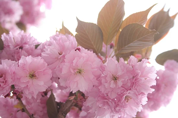 Zdjęcie Pięknych Różowych Kwiatów Sakura — Zdjęcie stockowe