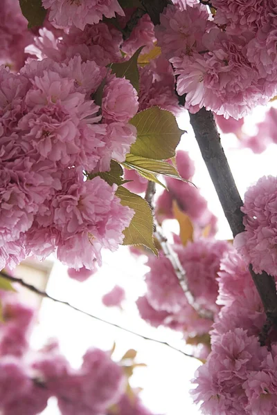 Ein Bild Von Schönen Rosa Sakura Blumen — Stockfoto