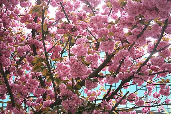 Zdjęcie Pięknych Różowych Kwiatów Sakura — Zdjęcie stockowe