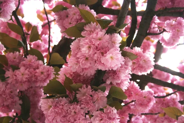 Zdjęcie Pięknych Różowych Kwiatów Sakura — Zdjęcie stockowe