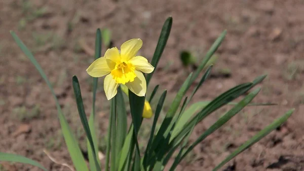 narcissus, flower, spring, yellow, in the sun, yellow daffodil, bloomed, bright