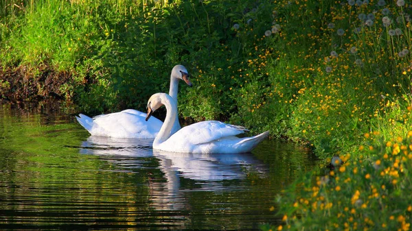 swans, lake in the forest, circles on the water, dandelions, summer, green grass, reflection in the water, white swans