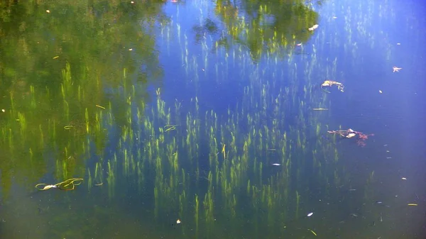 Reflexion Siehe Boden Algen Reflektierter Himmel Flusswasser Bäume Spiegeln Sich — Stockfoto