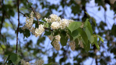 çiçek, kuş kirazı, bahar çiçeği, güneşte çiçek, tomurcuk, beyaz çiçek, çiçek, yeşil yapraklar
