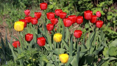 Çiçekler, laleler, bahar çiçekleri, güneşteki çiçekler, tomurcuk, kırmızı çiçek, sarı çiçek, yeşil yapraklar