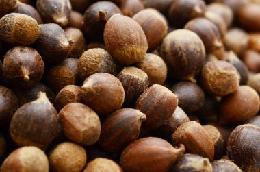 Beyaz arka plan üzerinde kabuk ile ham fındık