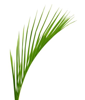 Beyaz arkaplanda hindistan cevizi yaprağı izole edildi 