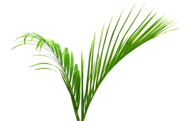 Beyaz arkaplanda hindistan cevizi yaprağı izole edildi 