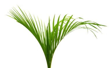 Beyaz arkaplanda hindistan cevizi yaprağı izole edildi 