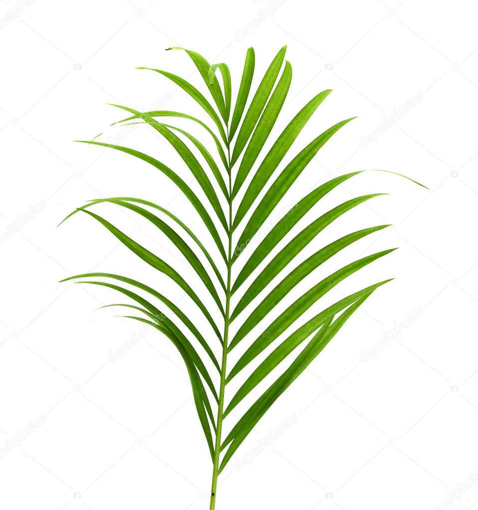 Coconut leaf isolated on white background 