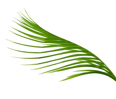 Beyaz arkaplanda yalıtılmış palmiye yaprağı