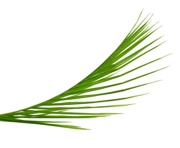 Palm Leaf Isolated White Background — Stock Photo, Image