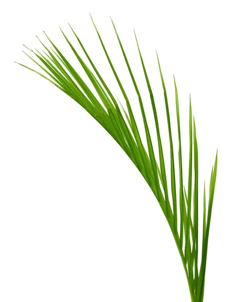 Beyaz Arkaplanda Yalıtılmış Palmiye Yaprağı — Stok fotoğraf