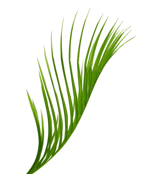 Beyaz Arkaplanda Yalıtılmış Palmiye Yaprağı — Stok fotoğraf