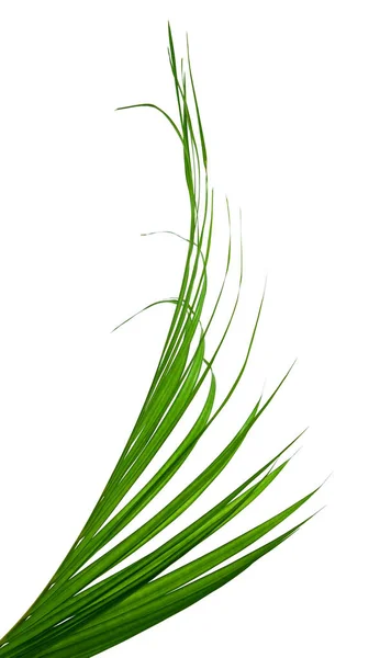 Palm Leaf Isolated White Background — Stock Photo, Image