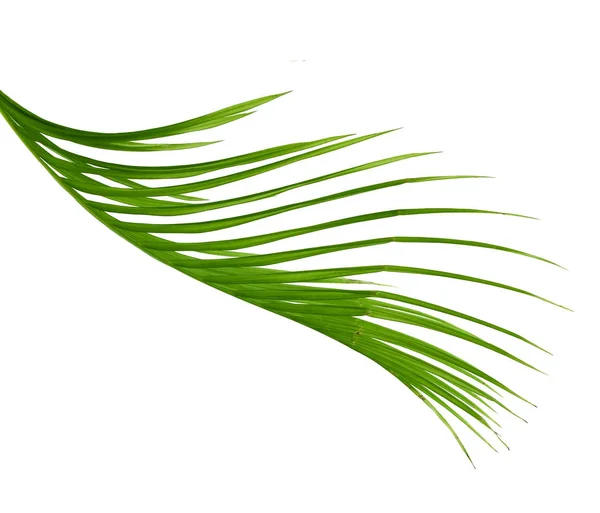Groene Palm Takken Geïsoleerd Wit — Stockfoto