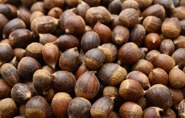 Beyaz arka plan üzerinde soyulmamış fındık