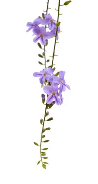 Beyaz bir arka plan üzerinde izole mor çiçekler. 