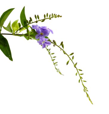 Beyaz bir arka plan üzerinde izole mor çiçekler. 