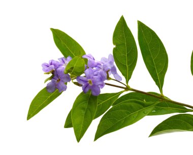 Altın çiy düşmesi veya güvercin berry (Duranta erecta) çiçek beyaz zemin üzerine, yakın çekim. 