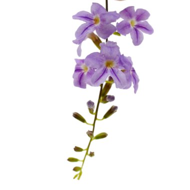 Altın çiy düşmesi veya güvercin berry (Duranta erecta) çiçek beyaz zemin üzerine, yakın çekim. 