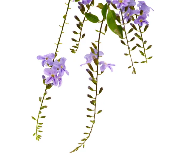 白い背景で隔離の紫色の花 — ストック写真