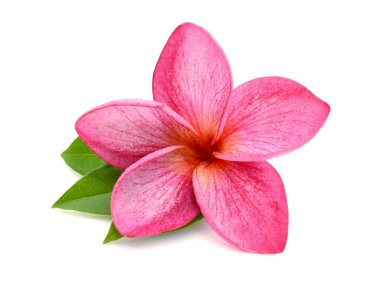 Beyaz arka plan üzerinde izole plumeria rubra 