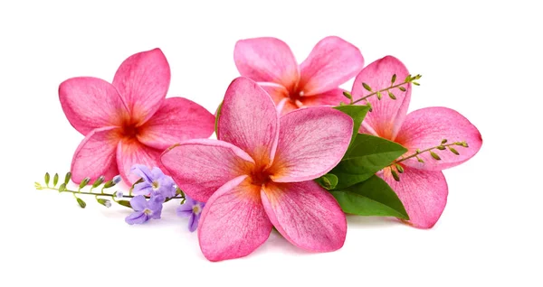 Beyaz Arka Plan Üzerinde Izole Frangipani Çiçekler — Stok fotoğraf