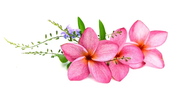 Beyaz Pembe Frangipani Tropikal Çiçek Plumeria Lanthom — Stok fotoğraf