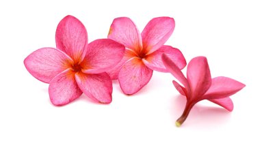 Taze kırmızı frangipani çiçekleri beyaza izole edilmiş. Çiçek açıyor, ağaç.