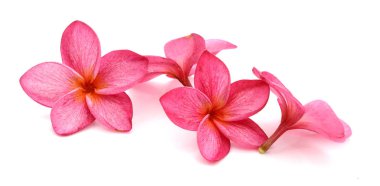 Taze kırmızı frangipani çiçekleri beyaza izole edilmiş. Çiçek açıyor, ağaç.