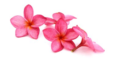 Taze kırmızı frangipani çiçekleri beyaza izole edilmiş. Çiçek açıyor, ağaç.