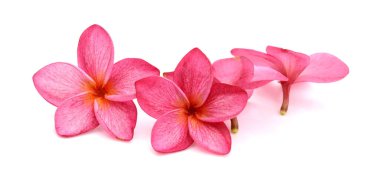 güzel pembe frangipani plumeria çiçekler 