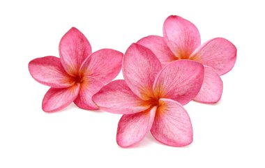 güzel pembe frangipani plumeria çiçekler 
