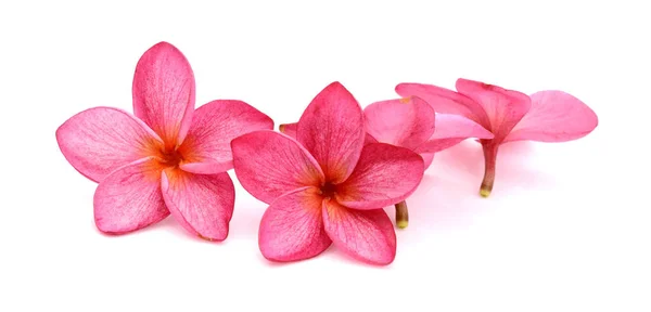 Lindas Flores Plumeria Rosa Frangipani — Fotografia de Stock