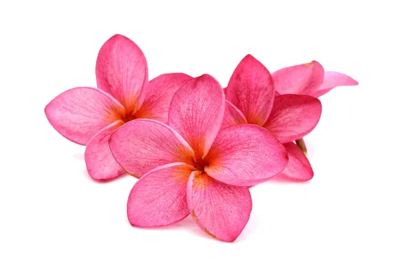 Розовые Цветки Пумерии Франжипани — стоковое фото