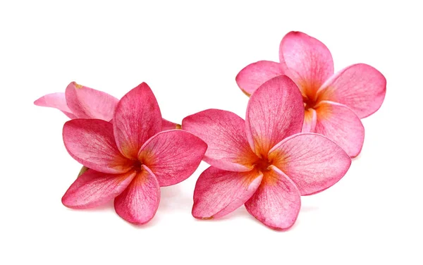 Güzel Pembe Frangipani Plumeria Çiçekler — Stok fotoğraf