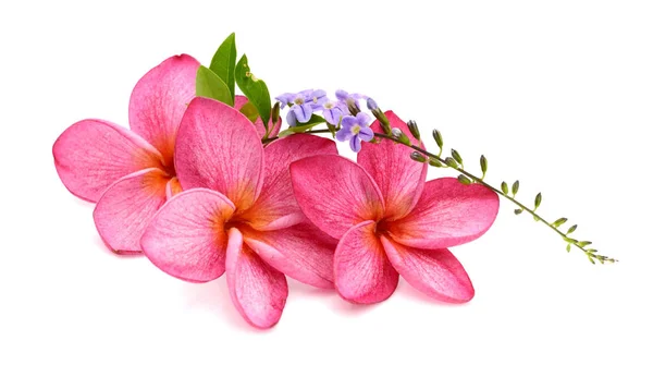 Güzel Pembe Frangipani Plumeria Çiçekler — Stok fotoğraf