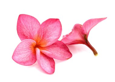 Beyaz backgro izole tropikal çiçek frangipani (plumeria)