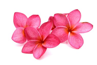 Beyaz backgro izole tropikal çiçek frangipani (plumeria)