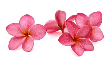 Tropical flowers frangipani plumeria isolated on white backgro.