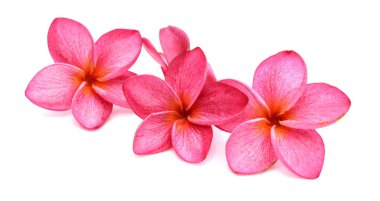 Tropical flowers frangipani plumeria isolated on white backgro.