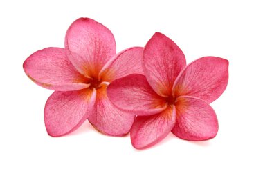 Pink and white frangipani or plumeria tropical flowers isolate.