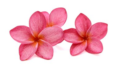 Pink and white frangipani or plumeria tropical flowers isolate.